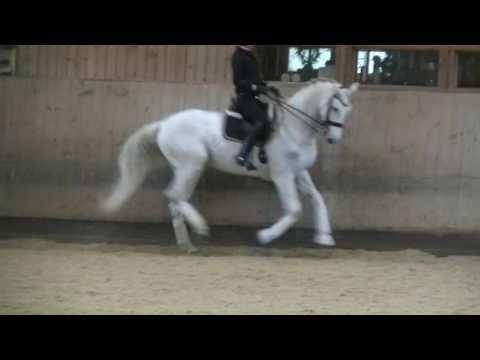 13j.Holsteiner Wallach