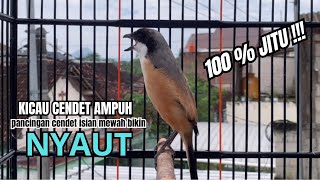 Download lagu burung cendet gacor FULL EMOSI untuk PANCINGAN CENDET AGAR BUNYI bikin BURUNG PENTET GACOR SEKETIKA mp3