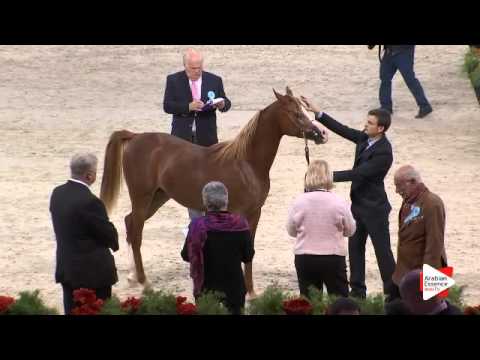 N.76 TCHAATA INIZIATO - Paris 2015 - Yearling Colts (Class CM4 A)