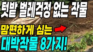 6월에 심어도 1년 내내 벌레걱정 없이 키우는 작물 8가지! 키우기 쉽지만 비싼작물