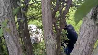 preview picture of video 'Sheep stuck in a fence'