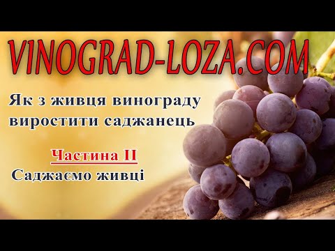 Укоренение черенков винограда в домашних условиях: способы, сроки, видео
