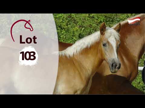 You can find all informations about the foals at www.fohlenauktion.at - Lot 103
