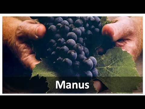 Manus Vinhas e Vinhos, por Adriana Bertolini🍷#377