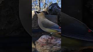 Cedar #Waxwing at the birdbath | #birdwatching #birds #birdsounds #oklahoma #asmr #birdslover #short