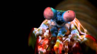 Odontodactylus scyllarus eye movements