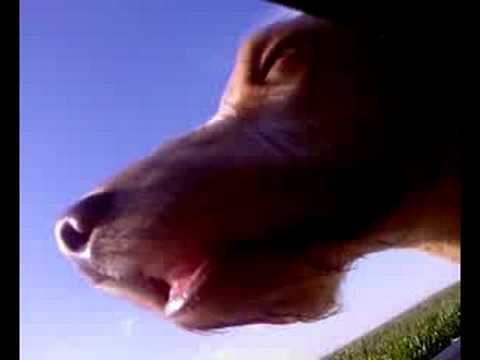 Vizsla, aki szelet hasít