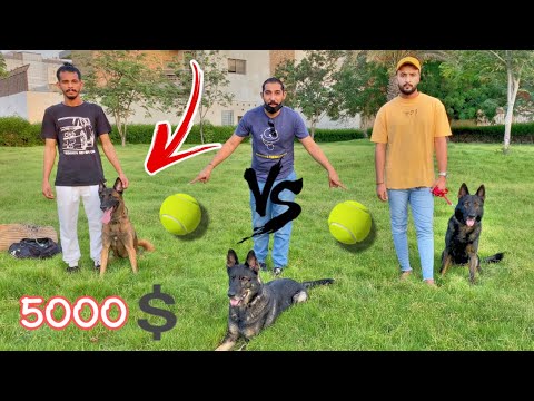 تحدي قوي بين اشرس الكلاب 😈  اللي يحصل الكوره 🎾 !! ياخذ 5000 ريال 😍🔥