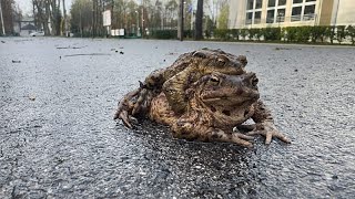 Polen: Frosch-Patrouille rettet Tausende Amphibien auf Wanderung