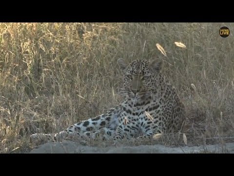Pt 1 Safari Live's Sunrise Safari Drive at 6:30 AM on May 08, 2018 ( Xidulu, Wild Dogs )
