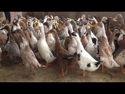 , title : 'Indian Runner Duck Farm For Eggs - Best Investment To Earn Money'