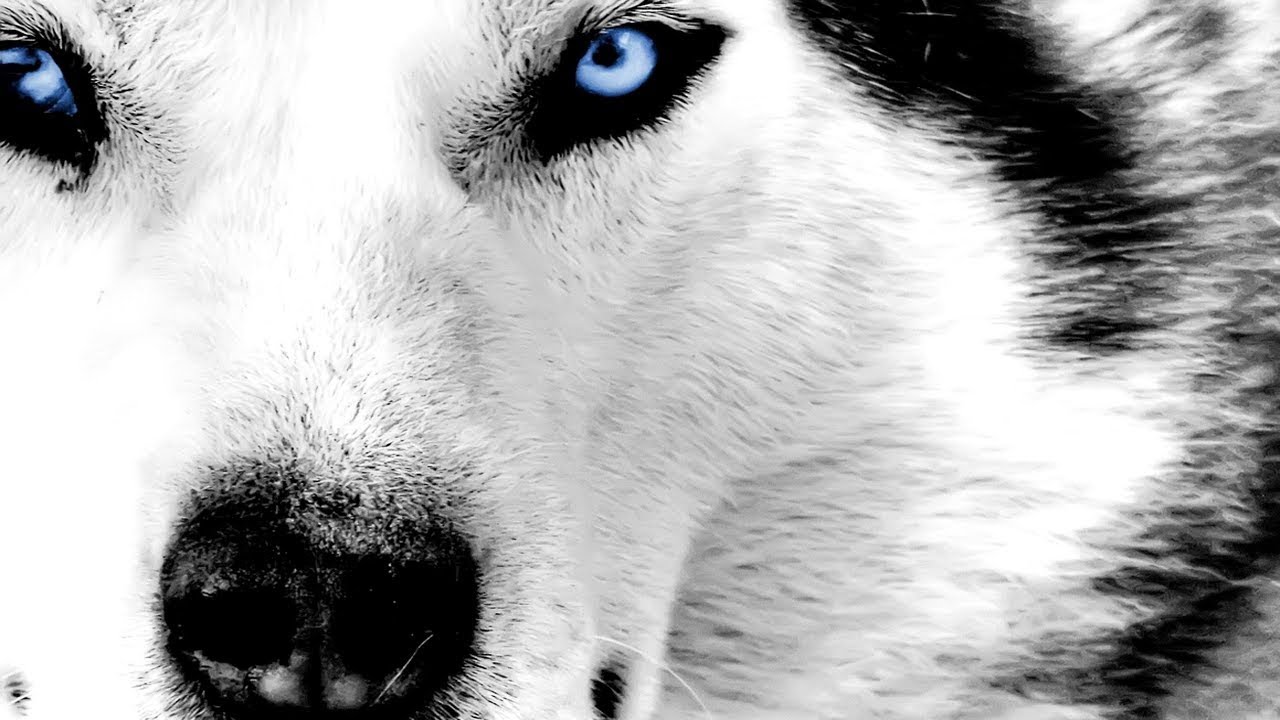 THE MOST POPULAR DOG BREEDS In The World 🐶