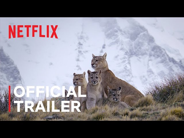 Official Netflix Trailer