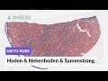 Histologie Hoden Nebenhoden Und Samenstrang Mikroskopische Anatomie AMBOSS Video