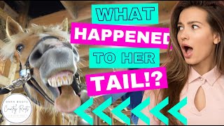 WHAT HAPPENED TO STEVIE'S TAIL!? | GETTING READY FOR OUR FIRST SHOW OF THE SEASON! | VLOG