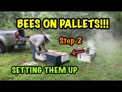 PALLETIZING Honey Bees - Next Step - PLACING BEES on the FIRST 5 Pallets = 20 HIVES!!!