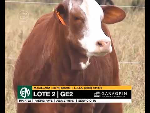 19° Remate Anual Vientres Braford