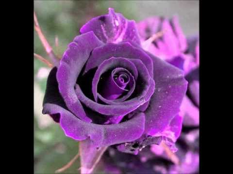 Radmila Jagodić - Mene moja kara majka