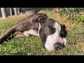 Waking Deaf Dog Fiesty Cat Dingo Zoomies