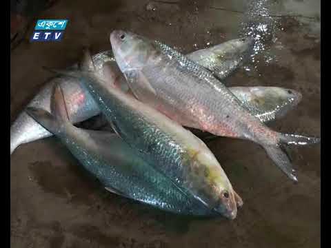 চাঁদপুরে জেলেদের জালে মিলছে না কাংখিত ইলিশ
