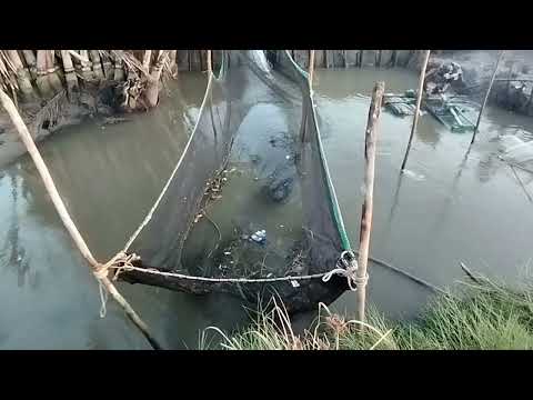 Pag harvest ng palaisdaan. mala harabas tau ngaun.