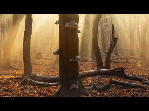 Paul Cardall (Gracie's Theme)