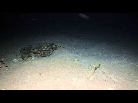 lionfish vs cuttlefish rematch