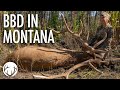 Tiffany's 2023 Montana Elk Hunt, Mathews LIFT // Lee and  Tiffany Lakosky