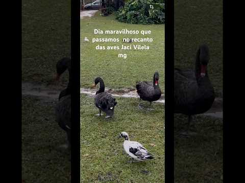 @recanto das aves Jaci Vilela nova Resende mg