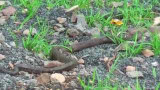 preview picture of video 'Toxic snake along the road in Bali, Indonesia'