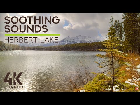 8 HRS Mountain Lake Sounds & Birds Chirping for Concentration & Study - Herbert Lake, Canada