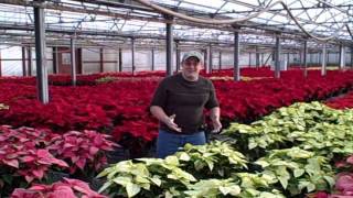 preview picture of video 'Poinsettia Care'