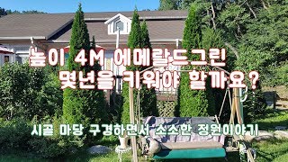 높이 4m 에메랄드그린~~ /정원/조경/정원수/