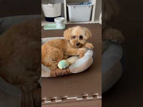 経営学科 1時間歩いて疲れ果てたトイプードル9ヶ月 #toypoodle #puppy #トイプードル