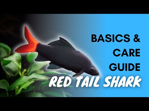 Redtail Black Shark — základy starostlivosti a akvárium pre žraločíka červenochvostého