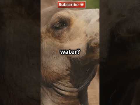 #amazing facts about camels