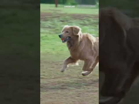 National Dog Day | Cheesecake