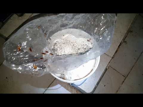 [Urbex#1]|Boulangerie/Bakery|Saint-Martin/After Irma