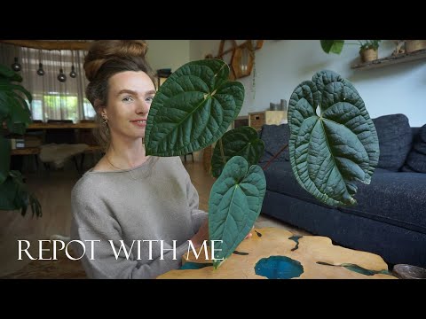 Spring repotting session | Repot with me