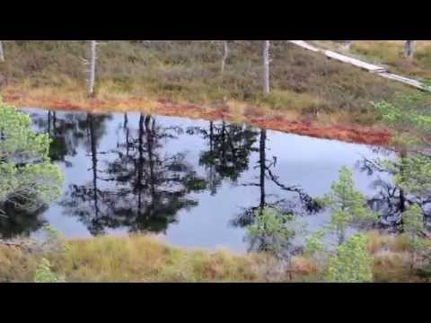 761 Water reflection of the trees found on the bog swamp marsh land