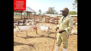 How to make your goats produce good  health kids and produce in the time (synchronisation)