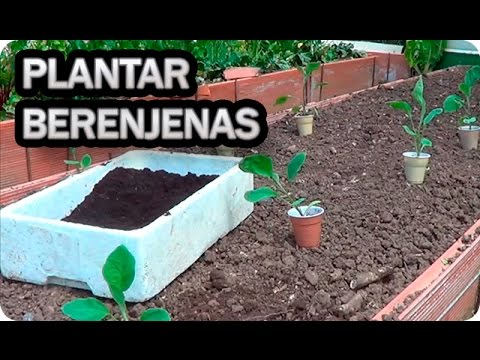 , title : 'Como Plantar Berenjena En El Huerto || Cultivo De La Berenjena || La Huertina De Toni'