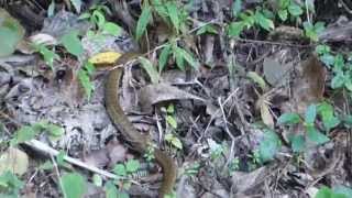 preview picture of video 'Shikoku 88 Temple Pilgrimage - Snakes on the trail'
