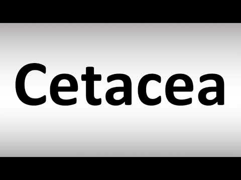 How to Pronounce Cetacea