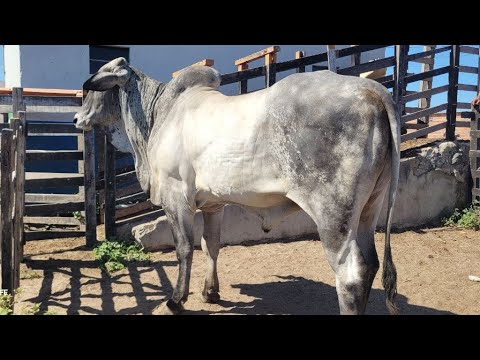 FEIRA DO GADO DE MANARI PERNAMBUCO 04/12/2025