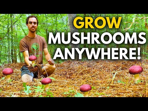The Easiest Mushroom to Grow | Wine Cap Mushroom Guide