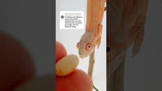 Que hago si mi camaleona pone huevos 🤔 #camaleón #reptiles #camaleones #chameleon #pets