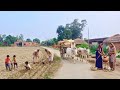 The Hidden Beauty Of My Village Living Stress Free Real Indian Village