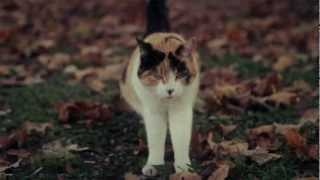 Hermanos McKenzie - Baile fantasmal