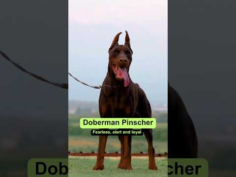 5 Best Guard Dog Breeds | Supertails